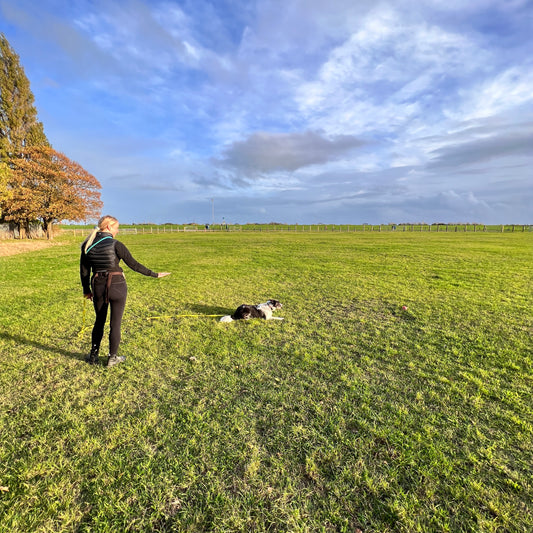 Dog Training Consultation